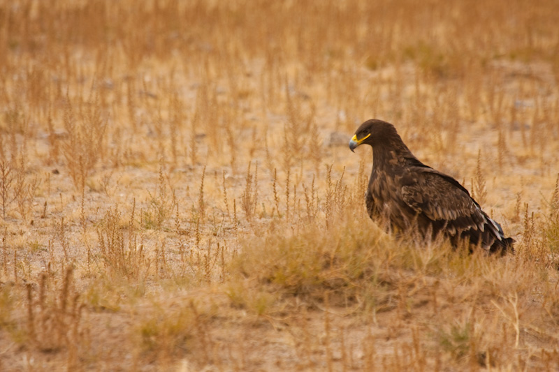 Steppe Eagle